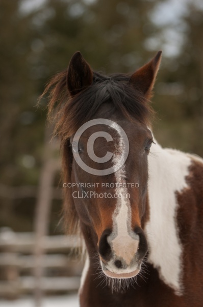 Winter Portrait Paint