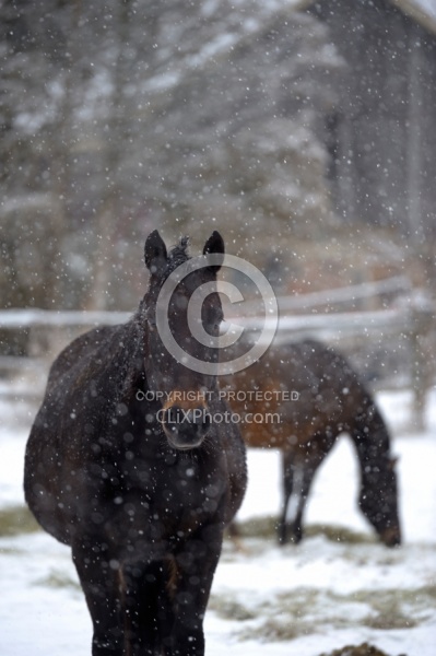  Winter Portrait Standardbred