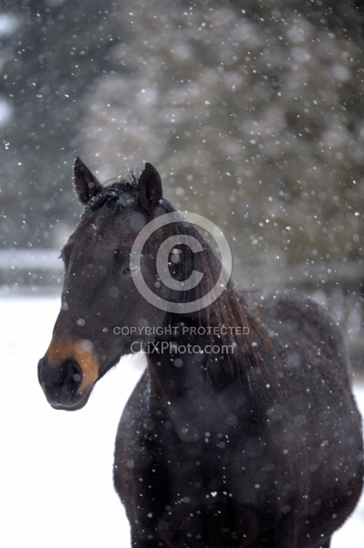 Winter Portrait Standardbred