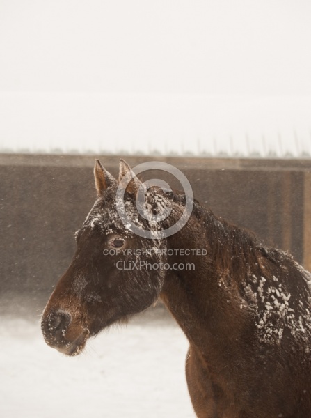  Winter Portrait Appaloosa