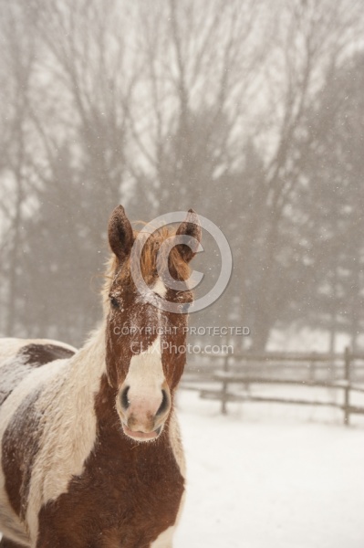 Winter Portrait Belgian Cross