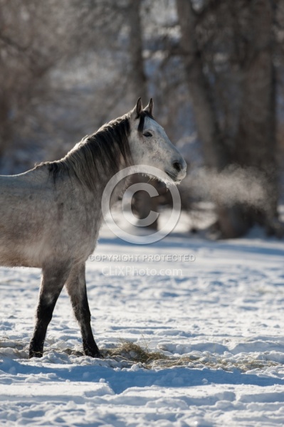 Winter Portrait