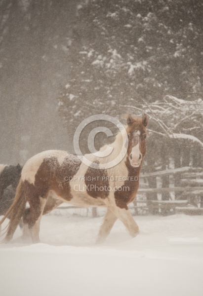 Winter Free Running Vertical
