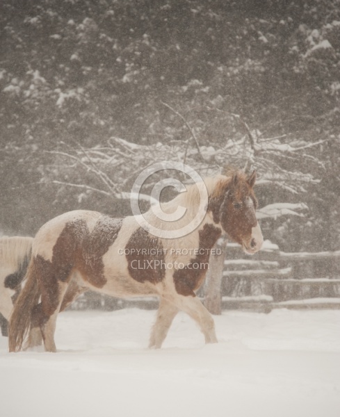 Winter Free Running Vertical