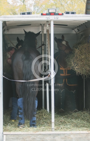 Horse Inside Trailer