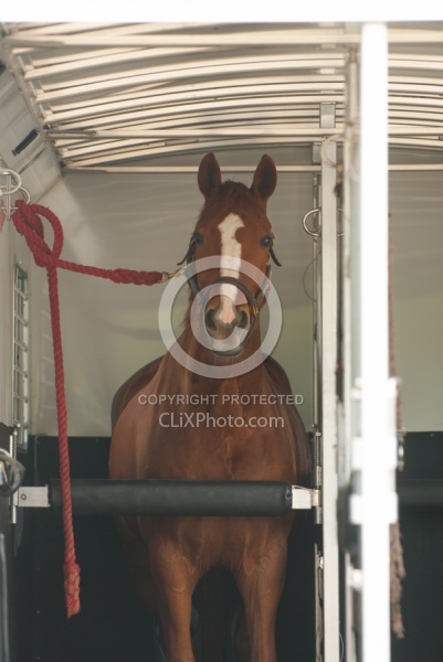 Horse Inside Trailer