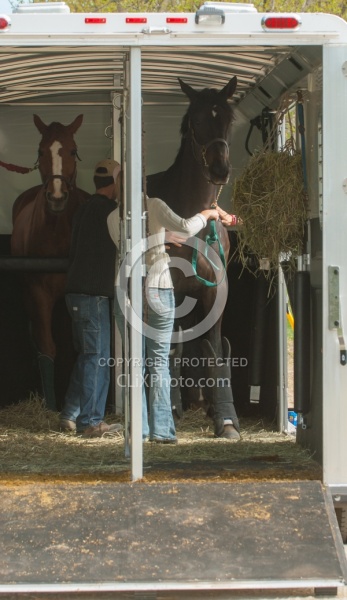 Horse Inside Trailer
