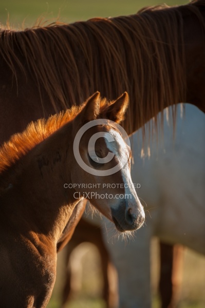 Foal