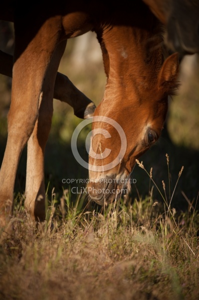 Foal