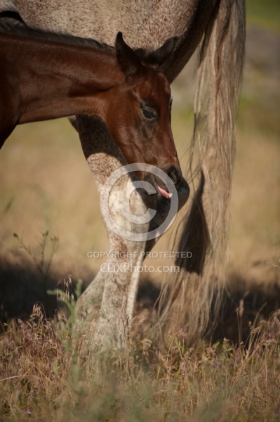 Foal