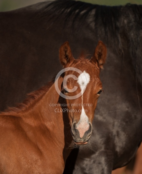 Foal