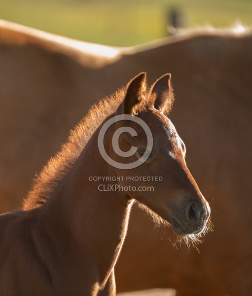 Foal