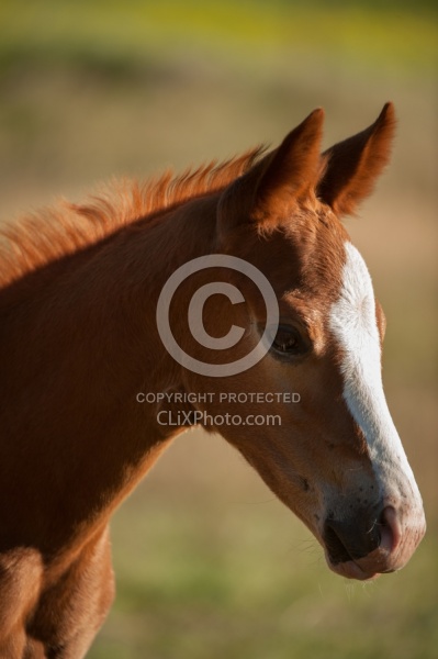 Foal