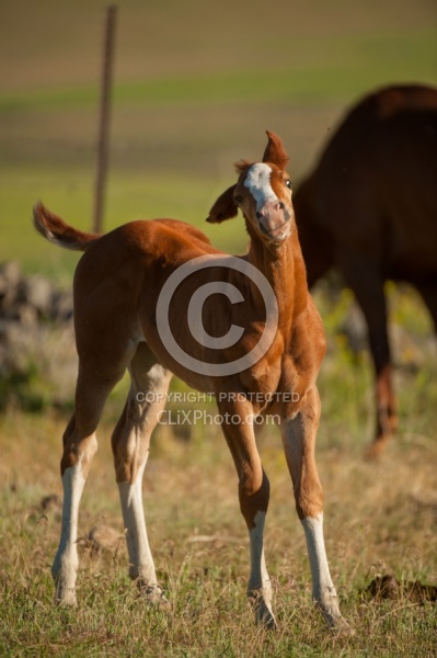 Foal