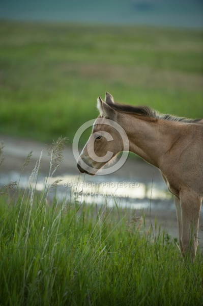 Foal
