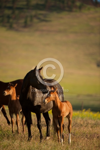 Mare and Foal