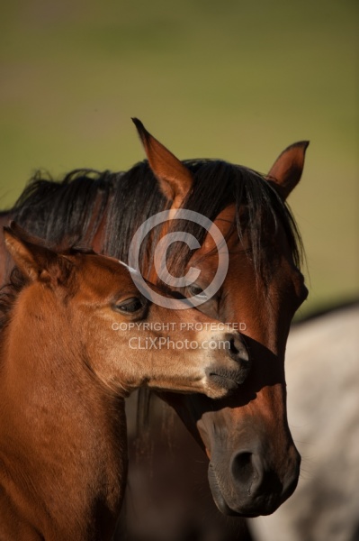 Mare and Foal