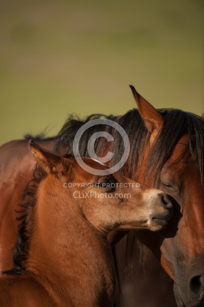 Mare and Foal