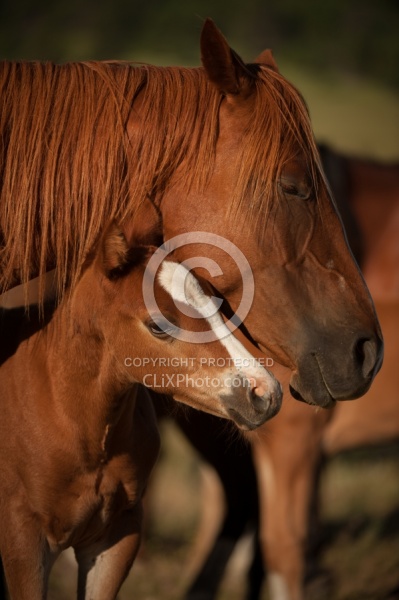 Mare and Foal