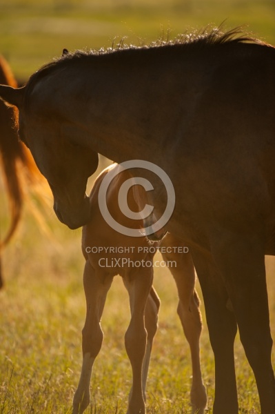 Mare and Foal