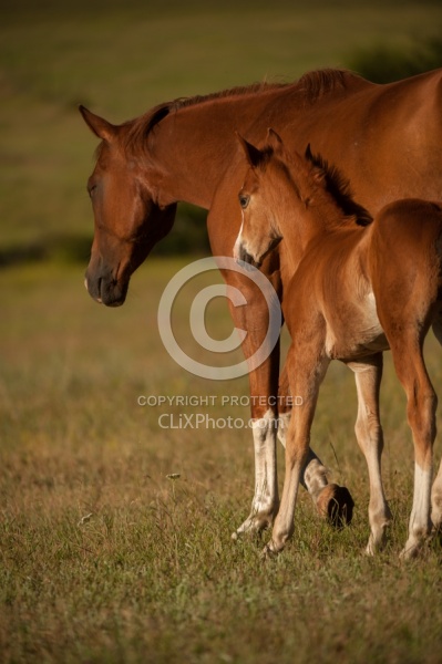 Mare and Foal