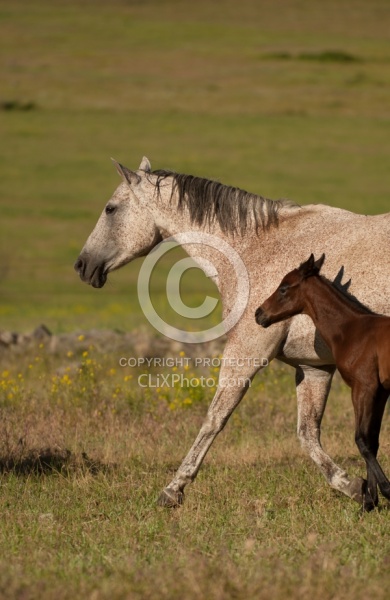 Mare and Foal
