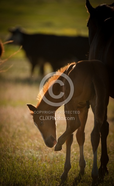 Mare and Foal