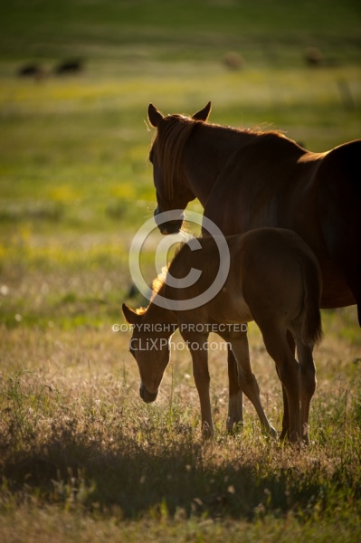 Mare and Foal