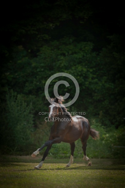  Oldenburg Yearling Free Running Vertical