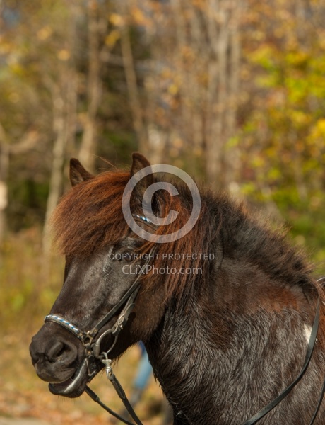 Vermont Icelandic Horse Farm Fall Colours Ride
