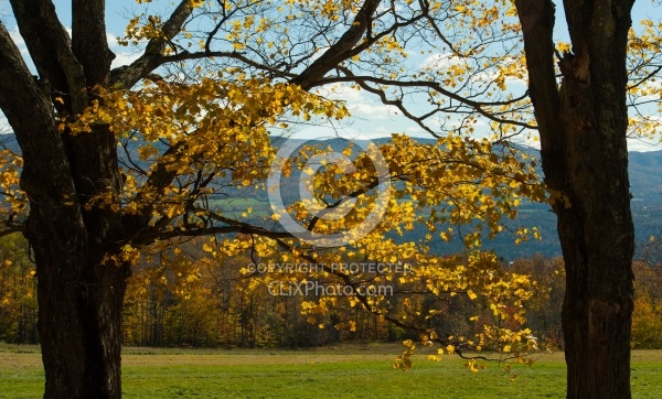 Vermont Icelandic Horse Farm Fall Colours Ride