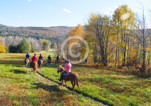 Vermont Icelandic Horse Farm Fall Colours Ride
