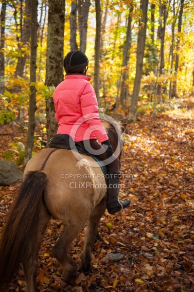 Vermont Icelandic Horse Farm Fall Colours Ride