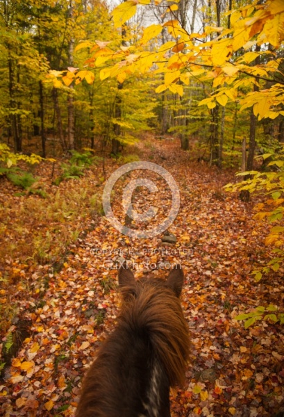Vermont Icelandic Horse Farm Fall Colours Ride