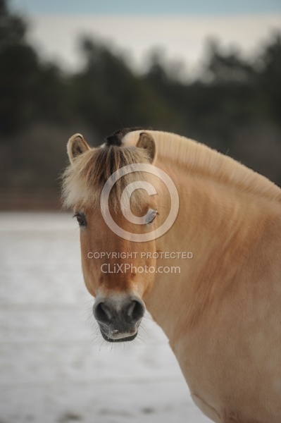 Norwegian Fjord Portrait