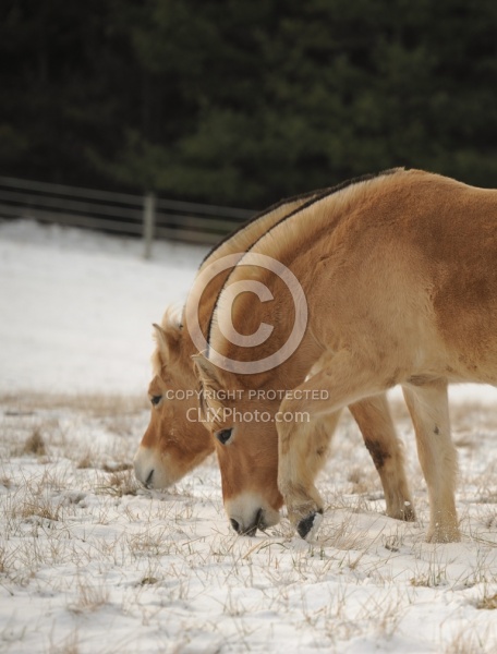 Norwegian Fjord Portrait