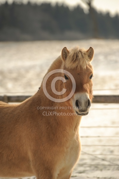 Norwegian Fjord Portrait
