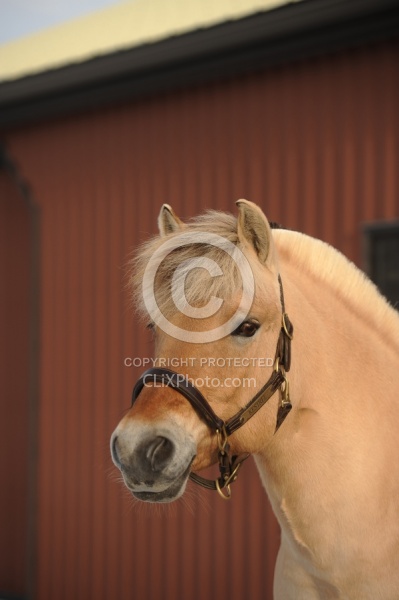Norwegian Fjord Portrait