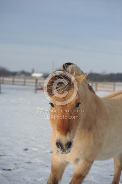 Norwegian Fjord Portrait