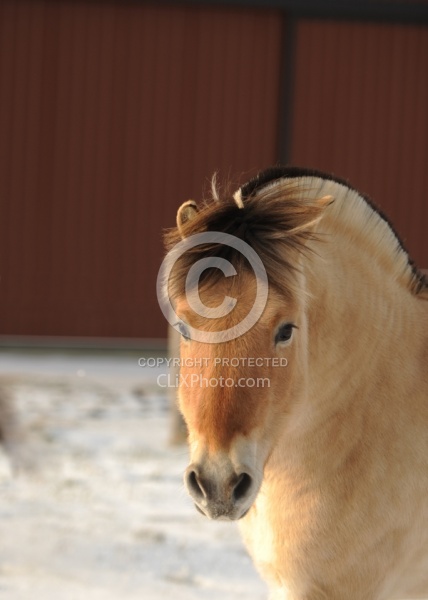 Norwegian Fjord Portrait
