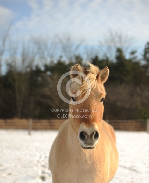 Norwegian Fjord Portrait