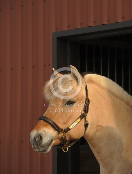 Norwegian Fjord Portrait