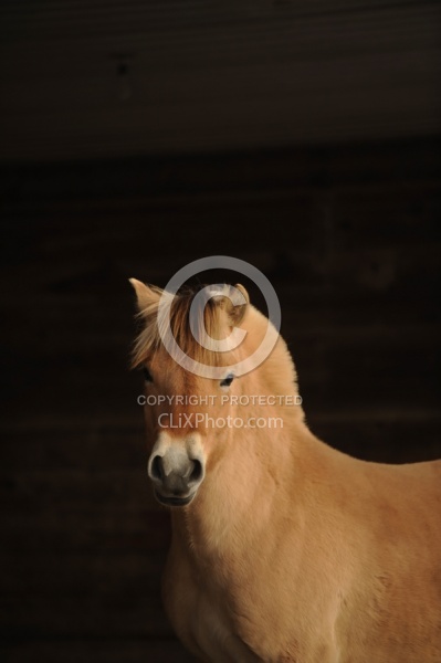 Norwegian Fjord Portrait