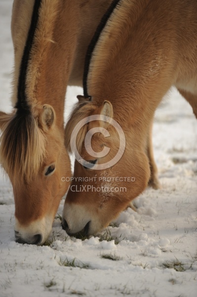 Norwegian Fjord Portrait