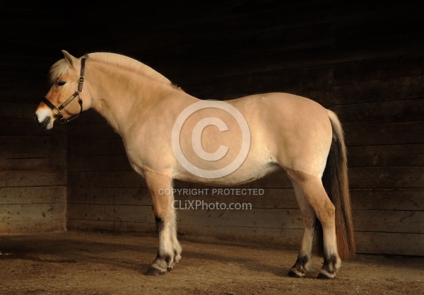 Norwegian Fjord Conformation