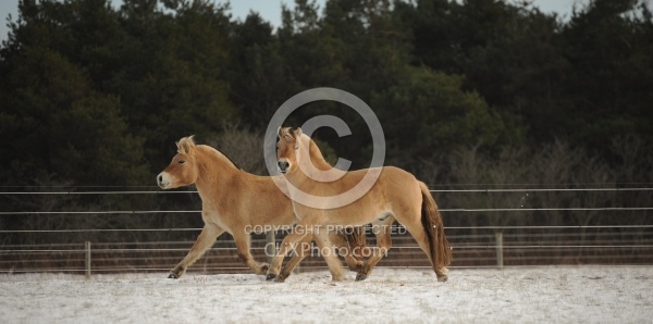 Norwegian Fjord Free Running Horizontal