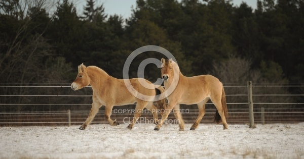 Norwegian Fjord Free Running Horizontal