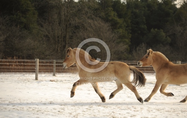 Norwegian Fjord Free Running Horizontal