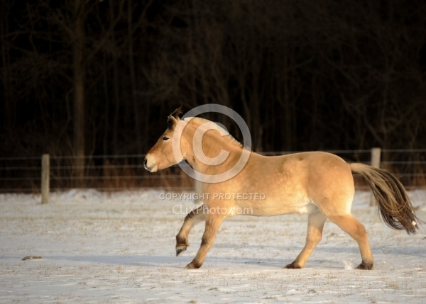 Norwegian Fjord Free Running Horizontal