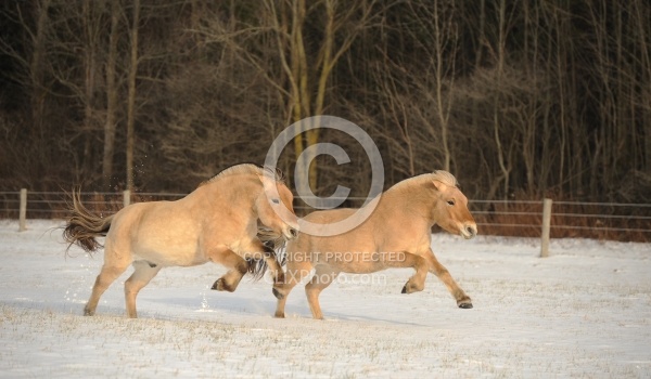 Norwegian Fjord Free Running Horizontal